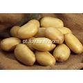 venda quente da batata fresca do tengzhou
